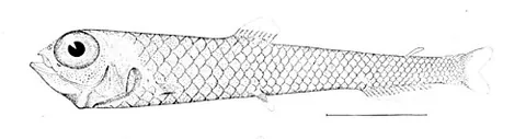 blacksmelt: any of various ray-finned fish in the genus Bathylagus