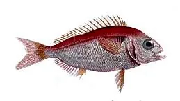 blackspot seabream: any member of the species Pagellus bogaraveo of commercially important, near-threatened fish of the...