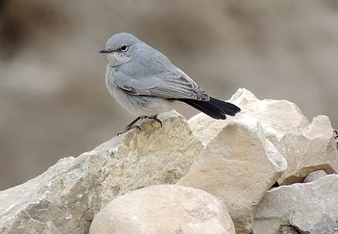blackstart: a bird (Oenanthe melanura) in the chat family, found in desert regions of the Middle East and North...