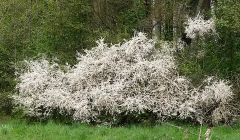 blackthorn: a large shrub or small tree, Prunus spinosa, that is native to Europe, western Asia, and north...