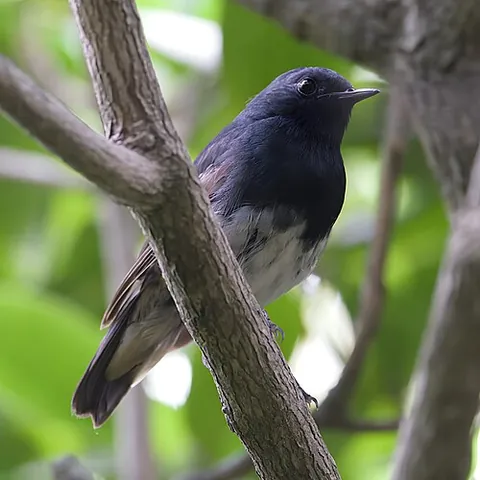 blackthroat: a bird of the species Calliope obscura, native to north-central China