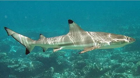 blacktip reef shark: a species of requiem shark, Carcharhinus melanopterus