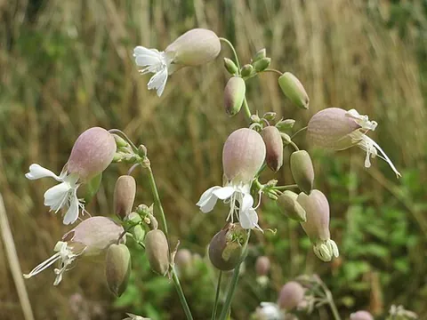 bladder campion: a perennial European herb, Silene vulgaris, having an inflated calyx
