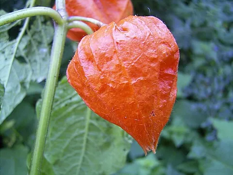 bladder cherry: a plant, Alkekengi officinarum (syn. Physalis alkekengi), having a bright, paperlike covering over...