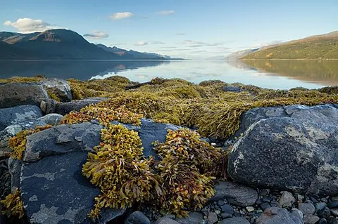 bladder wrack: fucus vesiculosus, seaweed widespread in the cool waters of the Atlantic and Pacific