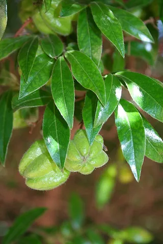 bladdernut: any of several species of large shrubs or small trees, of the genus Staphylea, in the family...