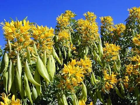 bladderpod: any of various flowering plants, including Cleome isomeris (= Isomeris arborea), Peritoma arborea,...