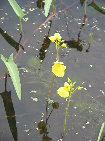 bladderwort: any of many aquatic carnivorous plants, of the genus Utricularia, that have open bladders that trap...