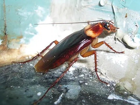 blattoid: any member of the Blattoidea superfamily of cockroaches and termites