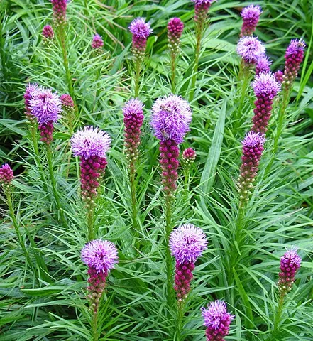 blazingstar: any of the plant of the genus Mentzelia, native to western North America, including Mexico