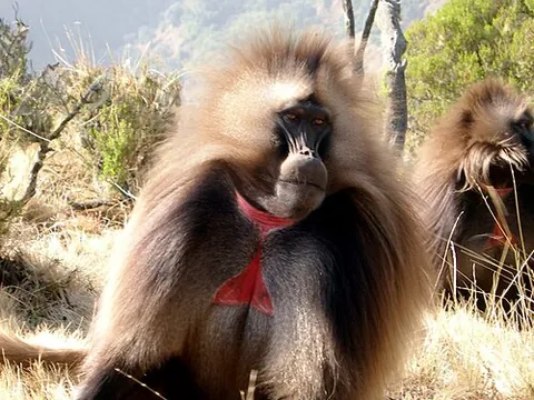 bleeding-heart monkey: synonym of gelada (Theropithecus gelada, Theropithecus pavian)