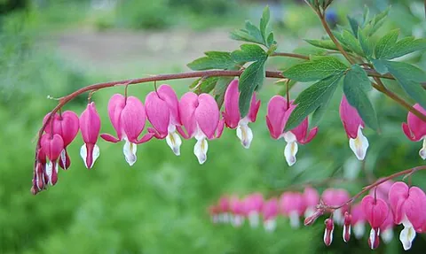 bleeding heart: an Asian bleeding heart (Lamprocapnos spectabilis, syn. Dicentra spectabilis), a popular garden...