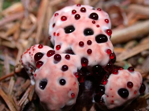 bleeding tooth fungus: the fungus Hydnellum peckii