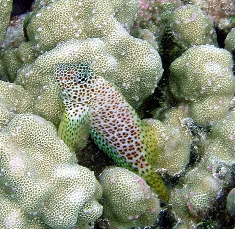blenny: blenniidae (combtooth blennies)