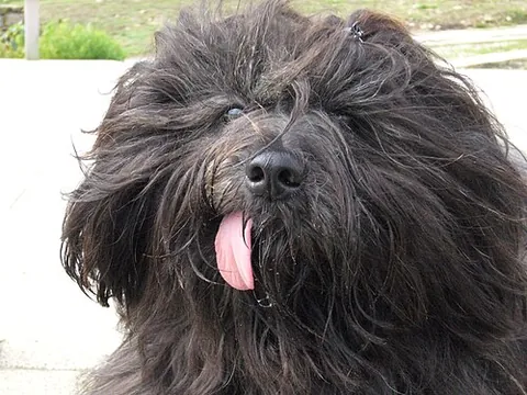blep: to extend the tongue beyond the lips, seemingly for no reason, without opening the mouth fully