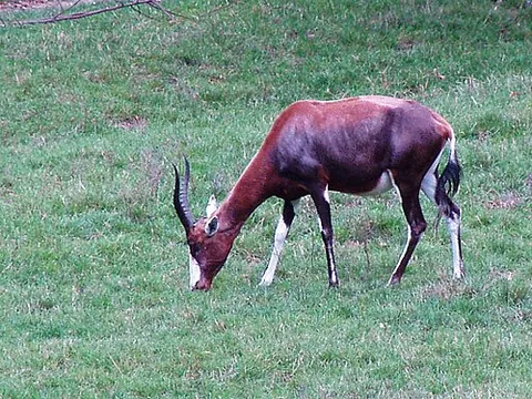 blesbuck: a type of damalisk (Damaliscus pygargus phillipsi), an African antelope closely related to the...