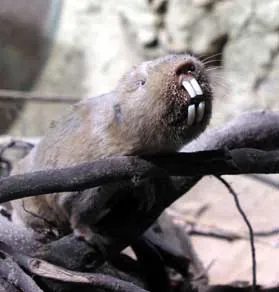 blesmol: any sub-Saharan African rodent in the family Bathyergidae