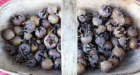 blet: to undergo or cause to undergo bletting, a fermentation process in certain fruit beyond ripening