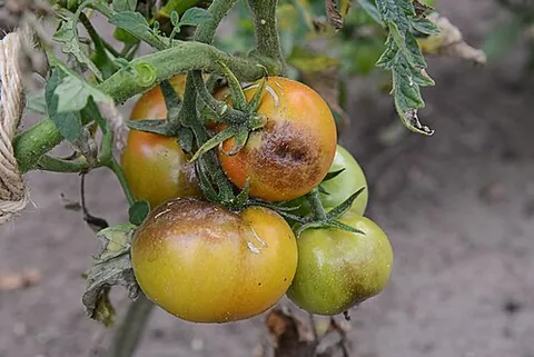 blight: a diseased condition suffered by a plant; specifically, a complete and rapid chlorosis, browning,...
