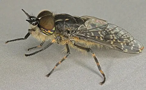 blind-fly: any of several medium-sized blood-sucking flies, of the family Tabanidae, usually species in the...
