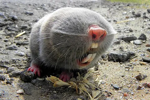 blind mole-rat: a subfamily of mole-rats; Spalacinae