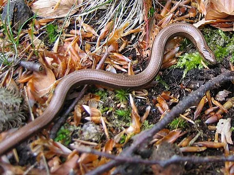 blindworm: anguis fragilis (slowworm), a small species of legless lizard