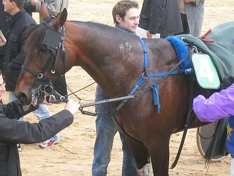 blinkered: wearing blinkers, that is, blinders