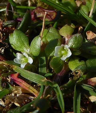 blinks: a herbaceous annual plant of species Montia fontana, in the family Montiaceae, formerly included in...