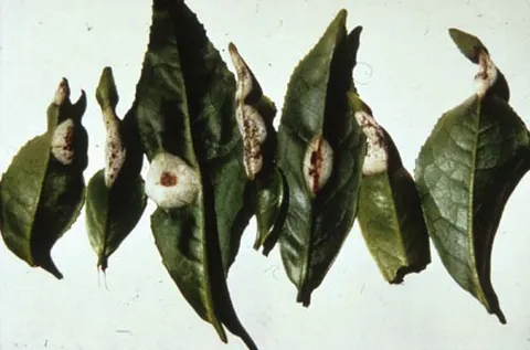 blister blight: an infection of tea plants, caused by the fungus Exobasidium vexans, characterized by blister-like...