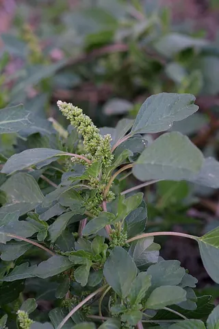 blite: the plant Amaranthus blitum, purple amaranth