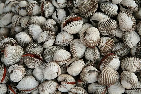 blood cockle: a clam of species Tegillarca granosa (syn. Anadara granosa) of edible ark clams