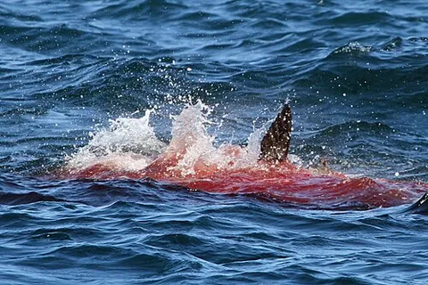 blood in the water: in a competitive situation, the exhibition of apparent weakness or vulnerability by one party,...