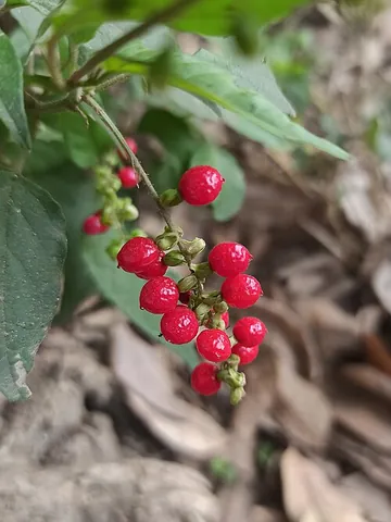 bloodberry: rivina humilis, a flowering plant in the pigeonberry family (Petiveriaceae) with bright red berries