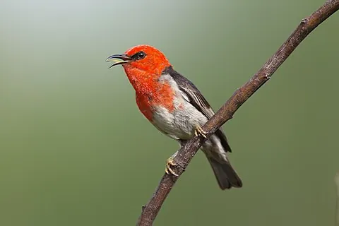 bloodbird: an Australian honeyeater, the scarlet myzomela (Myzomela sanguinolenta)