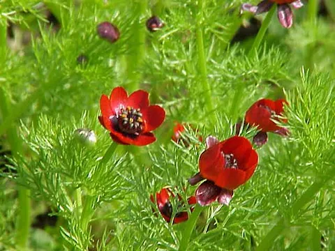 blooddrops: the plant Adonis annua