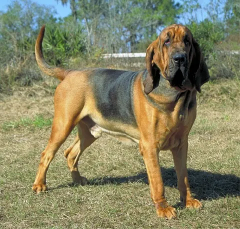 bloodhound: a large scenthound famed for its ability to follow a scent many days old, over vast distances. This...