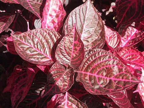 bloodleaf: a plant of the genus Iresine that has colored leaves