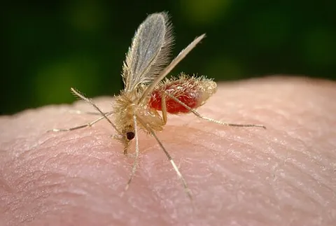 bloodmeal: the stomach contents of a bloodsucking insect (used especially to study the spread of infections)