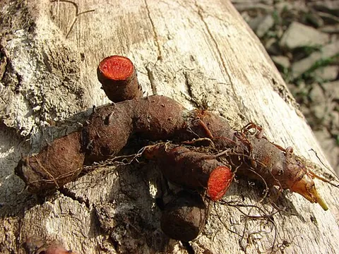 bloodwort: species Sanguinaria canadensis (bloodroot)