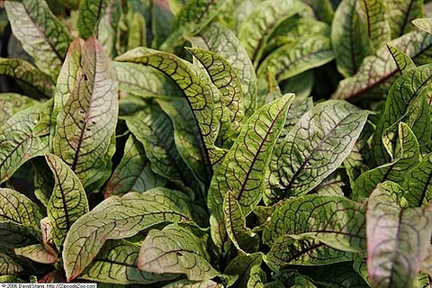 bloody dock: a herb named for its characteristic red or purple veins, used in moderate amounts in salads and as...