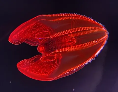 bloodybelly comb jelly: a species of mesopelagic ctenophore, Lampocteis cruentiventer, found at a depth of 250-1,500 meters...
