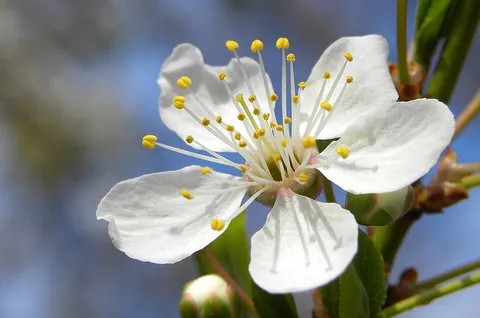 blossom: a flower, especially one indicating that a fruit tree is fruiting; (collectively) a mass of such...