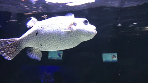 blowfish: any species of fish of the family Tetraodontidae that have the ability to inflate themselves to a...