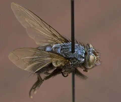 blowfly: any of various flies of the family Calliphoridae that lay their eggs in rotting meat, dung, or open...