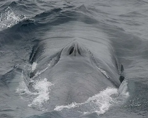 blowhole: the spiracle, on the top of the head, through which cetaceans breathe