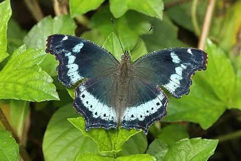 blue admiral: any member of the species Kaniska canace of black and blue nymphaline butterflies