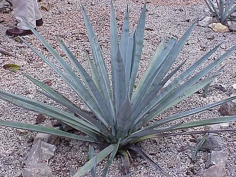 blue agave: any member of the species Agave tequilana of agave plants used in making tequila