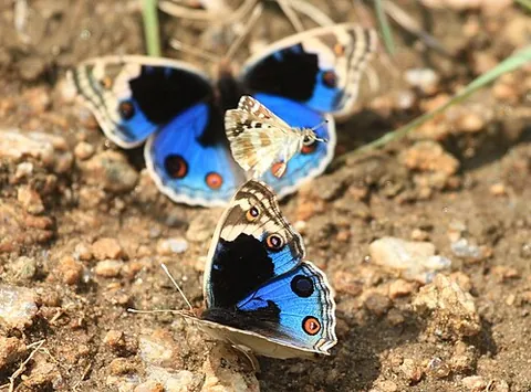 blue argus: a butterfly of species Junonia orithya, family Nymphalidae, of Africa, Asia, and Australia