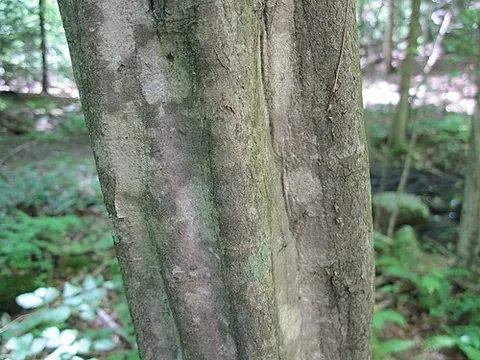 blue beech: carpinus caroliniana, a deciduous tree of eastern North America