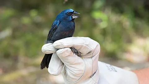 blue-black grosbeak: any bird of the species Cyanoloxia cyanoides, a deep blue and black-colored cardinalid found from...